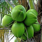 Grafted Coconut Plant.