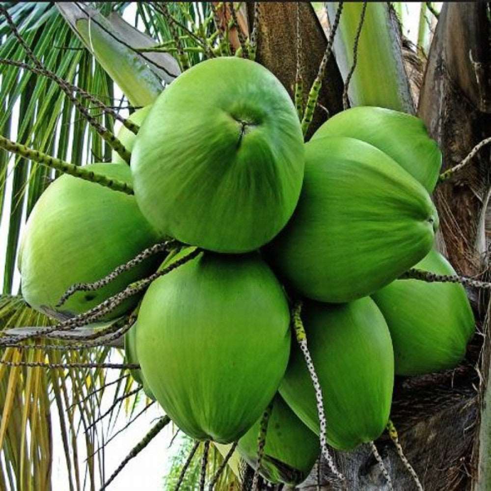 Grafted Coconut Plant.