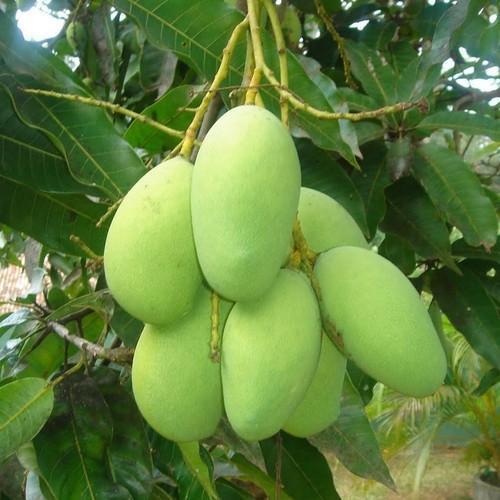 Grafted Imam Pasand Mango Plant.