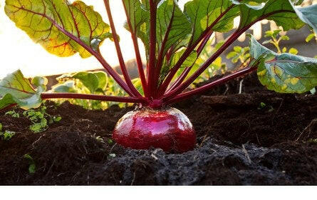 Beetroot Vegetable Seed Balls.
