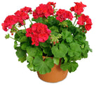 Geranium Plant.