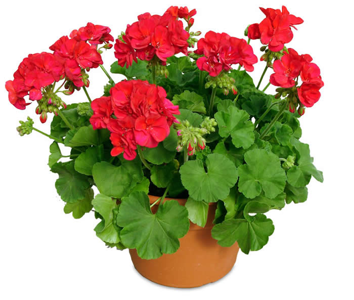 Geranium Plant.