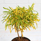 Croton Plant - Gold Dust Thin.