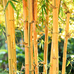 Golden Bamboo Plant.