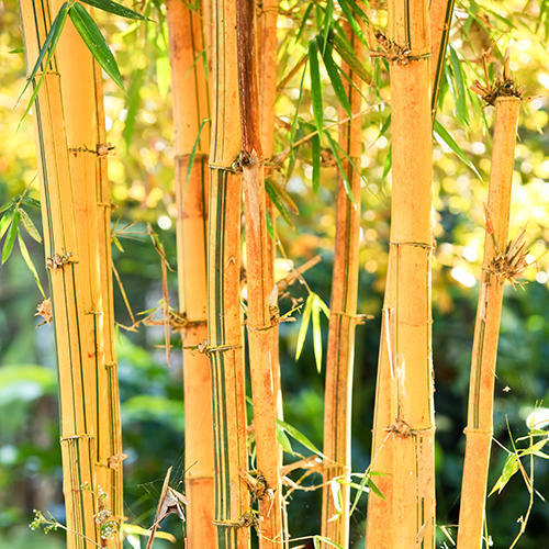 Golden Bamboo Plant.