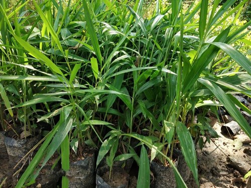 Elachi Plant - Green Cardamom Plant.