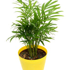 Areca Palm Plant Small.