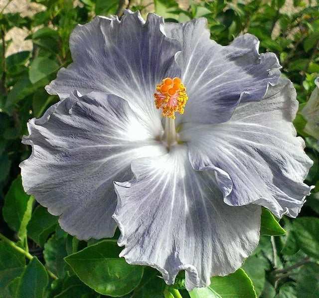 Grey Hibiscus Plant