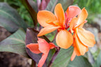 Canna Orange Plant.