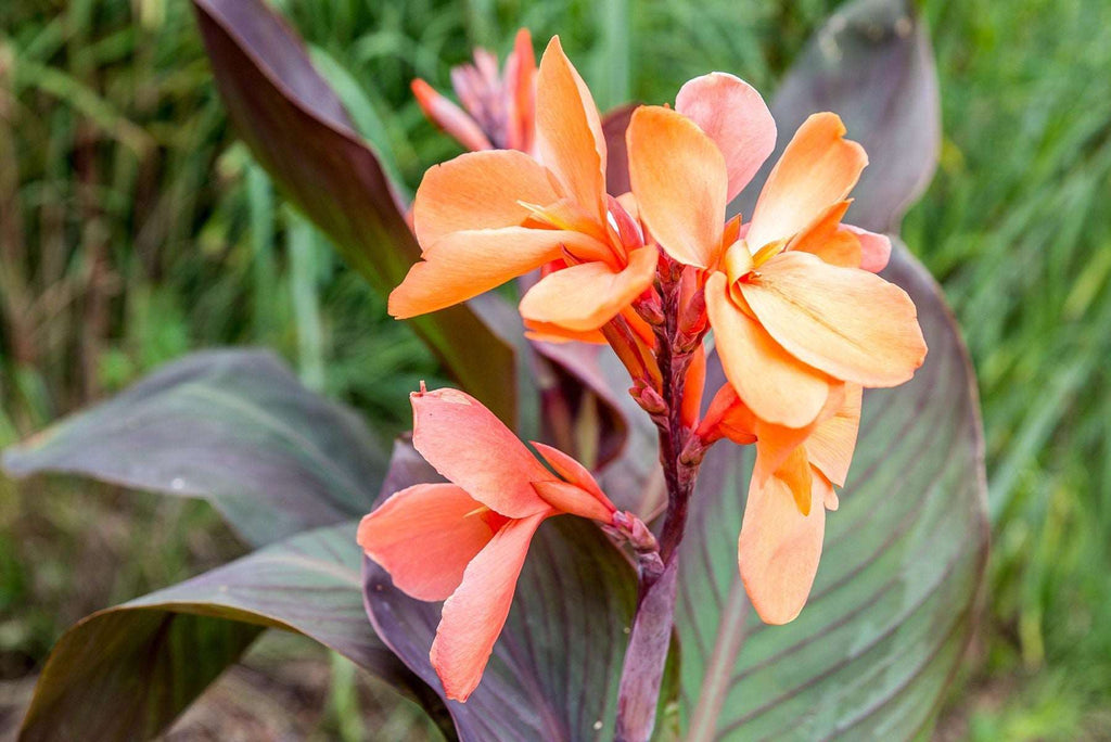 Canna Orange Plant.