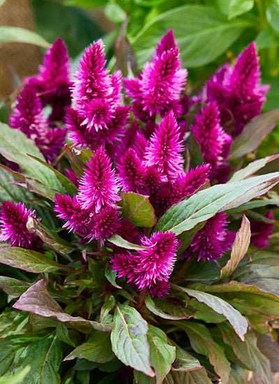 Celosia - Cocks Comb Plant.