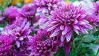 Shevanti, Chrysanthemum Purple Plant.