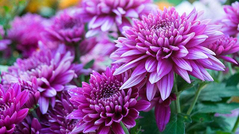Shevanti, Chrysanthemum Purple Plant.