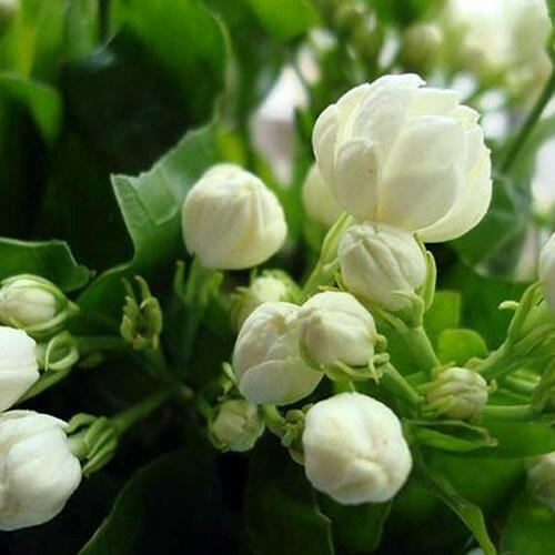 Double Layered Arabian Jasmine Plant.