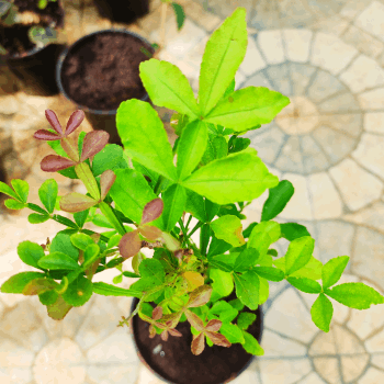 Maha Vilvam - Aegle marmelos - 9 leaf Bilva Plant.