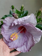 Grey Hibiscus Plant