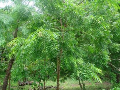Neem Tree Sapling.