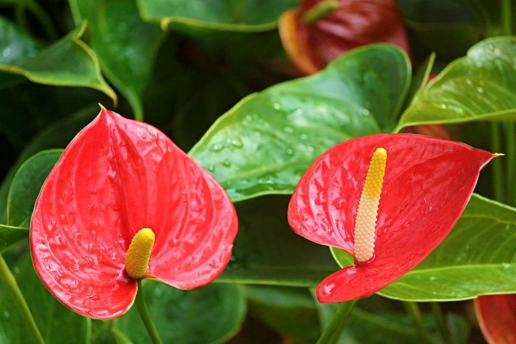 Anthurium Plant.