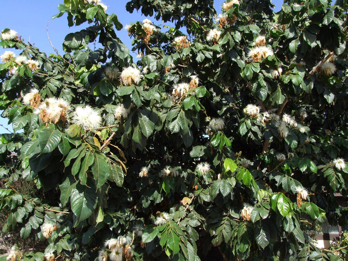 Ice Cream Beans - Monkey Tamarind Fruit Plant.