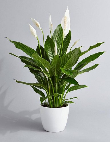 Peace Lily Plant.