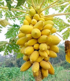 Golden Papaya Fruit Seed Balls - Just Throw & Grow
