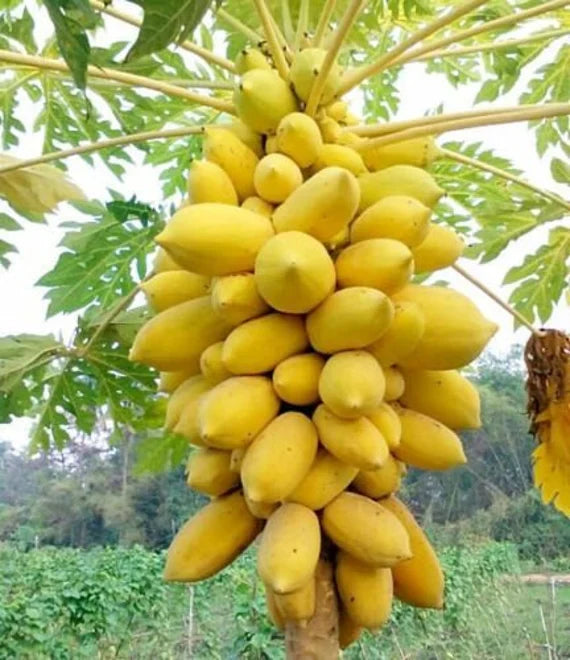Golden Papaya Fruit Seed Balls - Just Throw & Grow