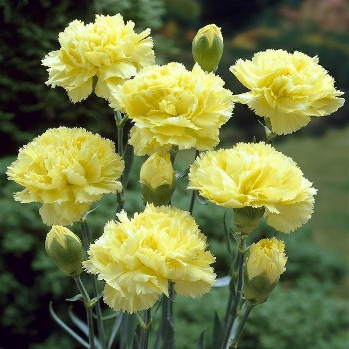 Carnation Yellow Plant.