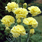 Carnation Yellow Plant.