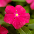 Dark Pink Vinca Plant.