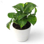 Money Plant Plain Green.