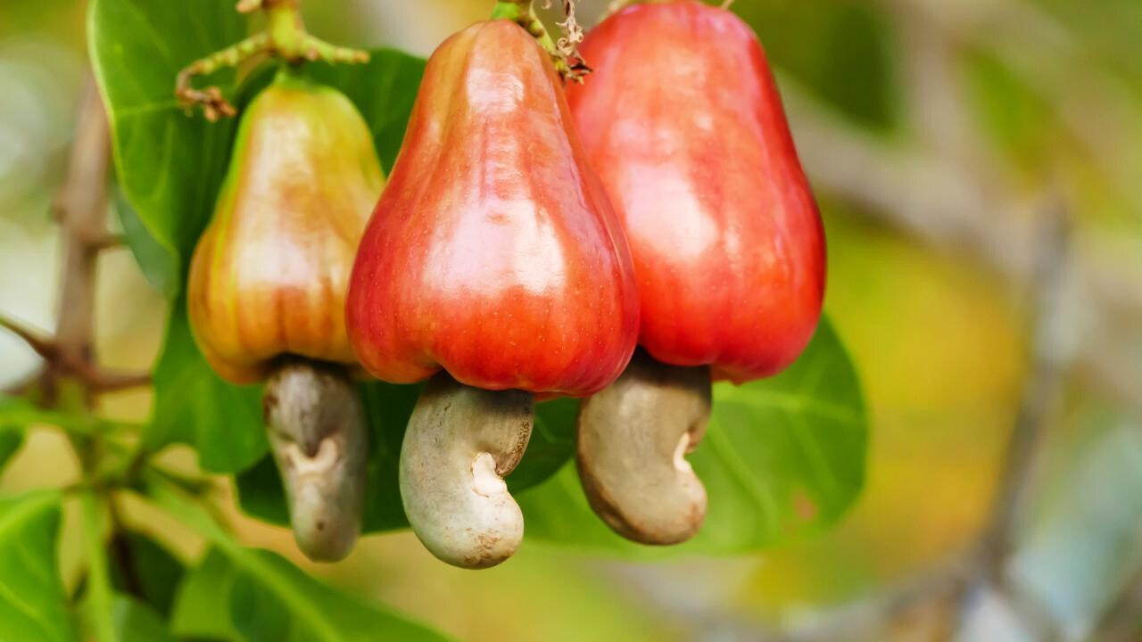 Grafted Cashew Nut Fruit Plant.
