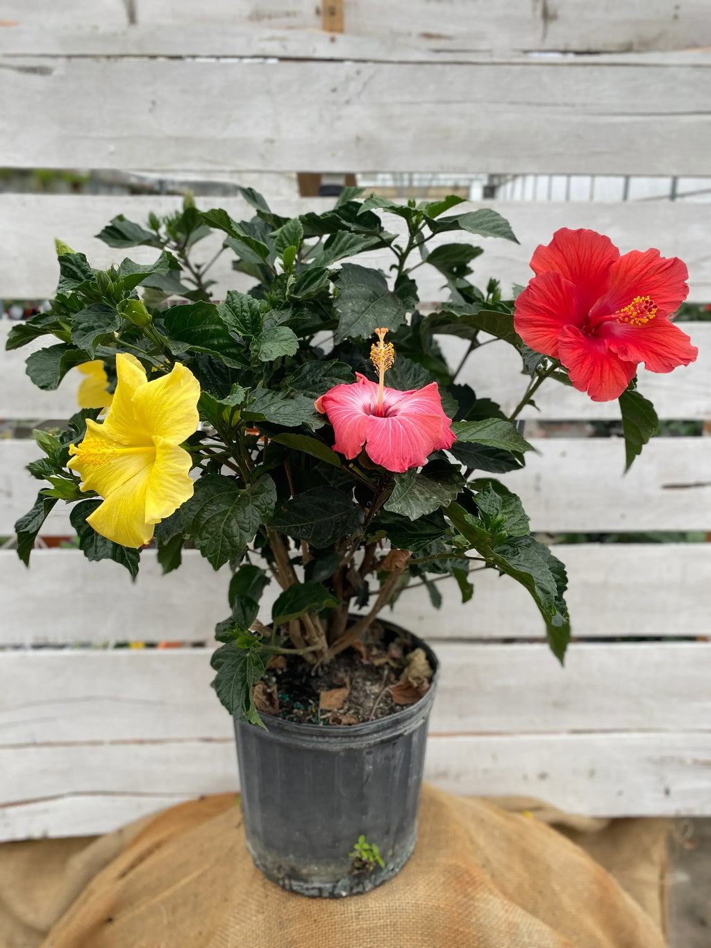 3 in 1 Color Hibiscus Plant