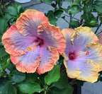 Color Changing Hibiscus Plant