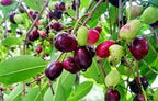 Naval Tree - Jamun Tree Sapling.