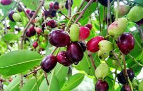 Naval Tree - Jamun Tree Sapling.