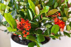 Dwarf Ixora (Red) Plant.