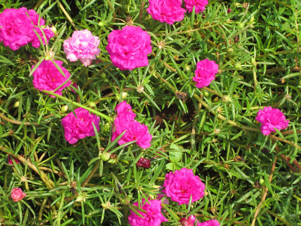 Table Rose Dark Pink Plant.