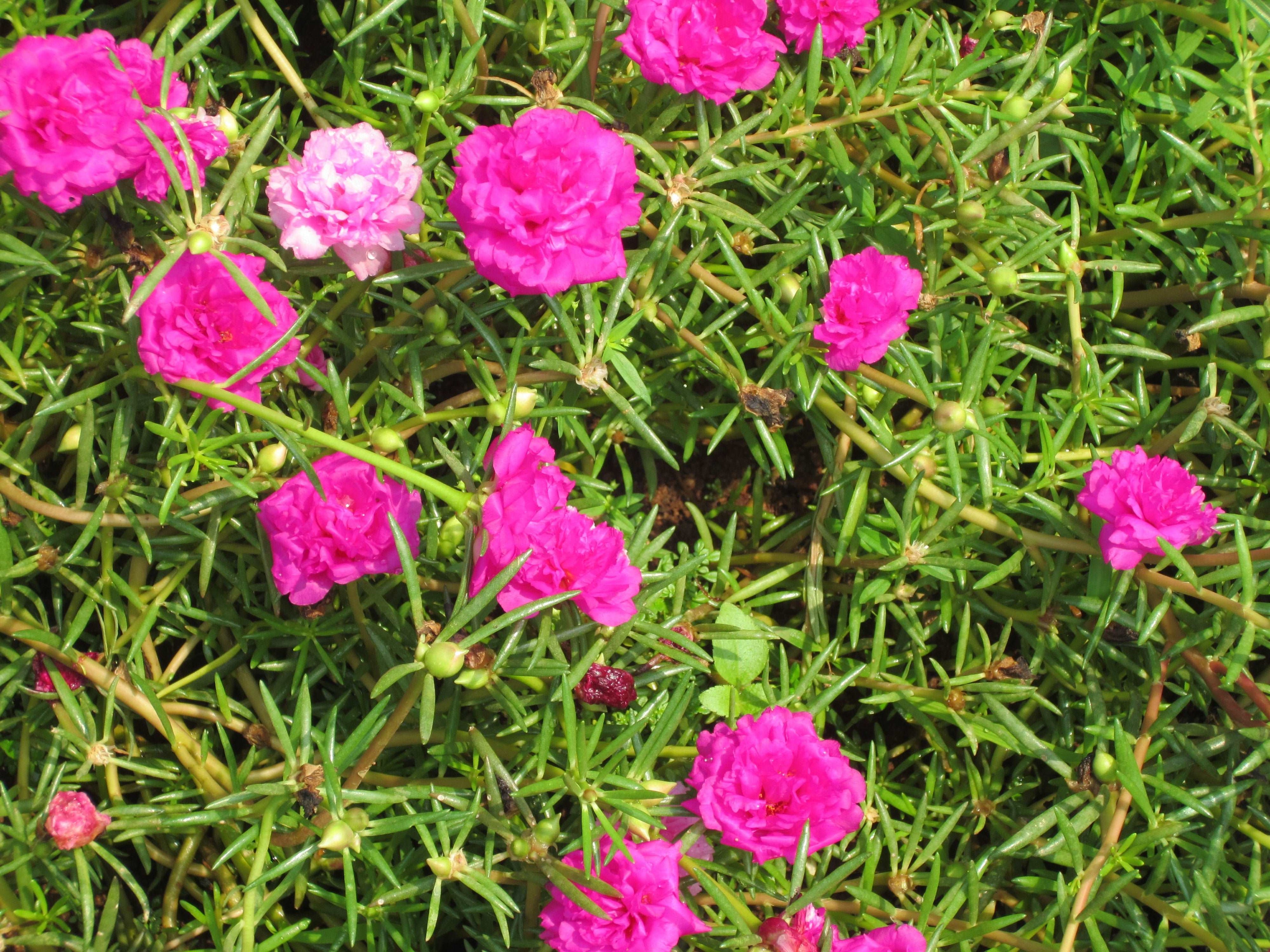 Table Rose Dark Pink Plant.