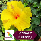 Yellow Hibiscus Plant - Gudhal Plant - Yellow Hibiscus Plant - Hibiscus panduriformis