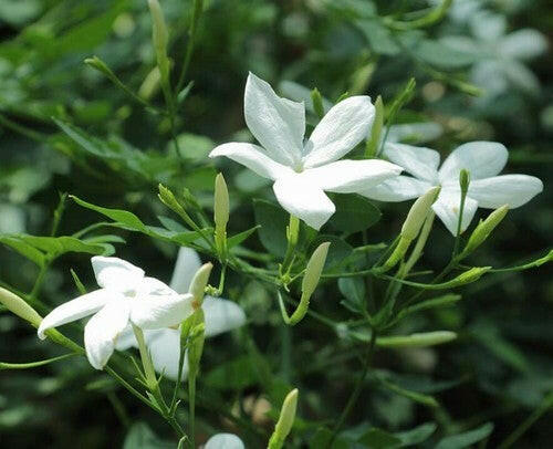 Tuscan jasmine - Mullai Plant.
