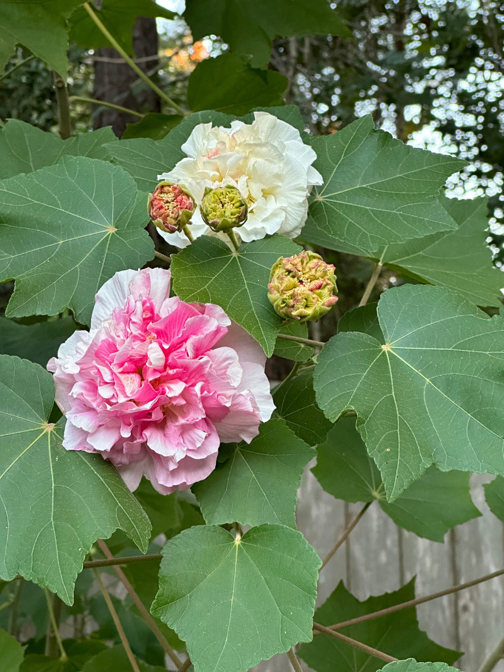 Colour Changing Rose All Time Flowering Live Plant - Hibiscus mutabilis