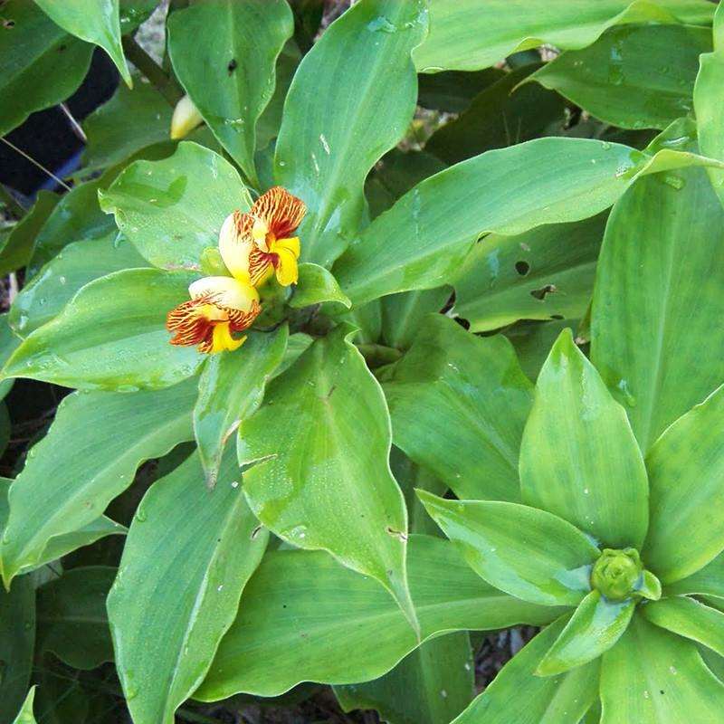 Insulin Plant - Chamaecostus cuspidatus.