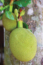 Grafted Jack Fruit Plant.