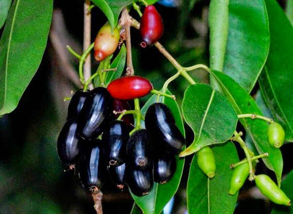 Naval Tree - Jamun Tree Sapling.