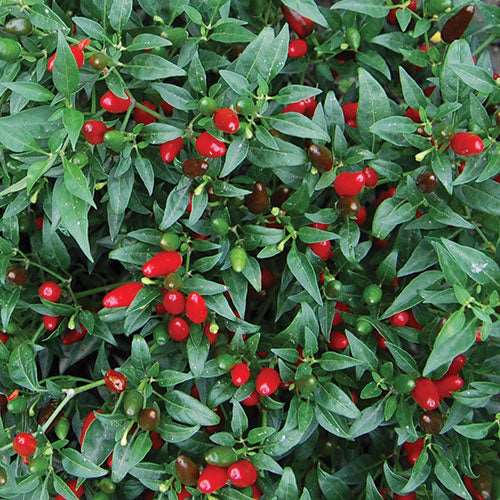 Ornamental Chilli Red Plant.