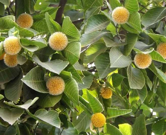 Kadamba Plant - Neolamarckia cadamba - Burflower-tree