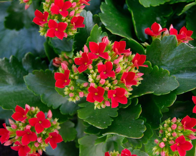 Kalanchoe Plant.