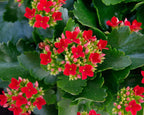 Kalanchoe Plant.