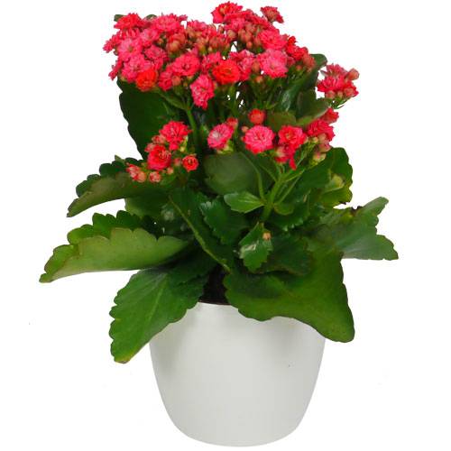 Kalanchoe Plant.
