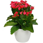 Kalanchoe Plant.